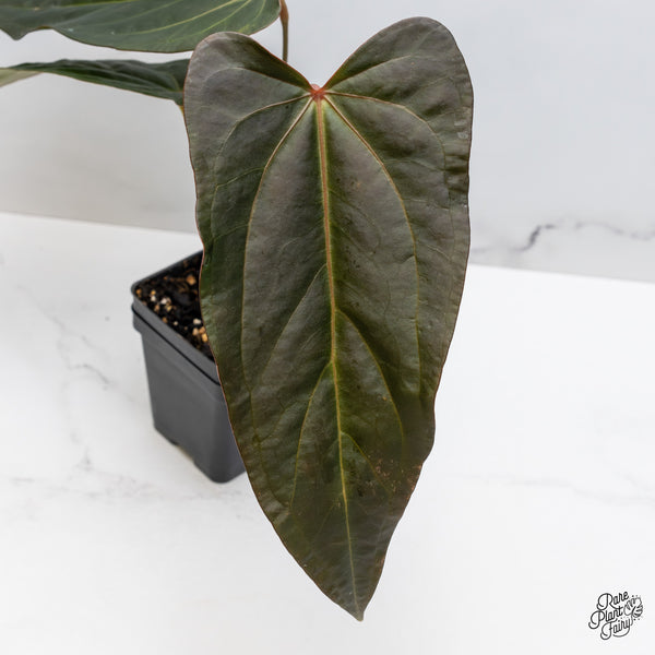 Anthurium Dark and Handsome '9' x Dark and Handsome '9' by DocBlock® (wk47-B)