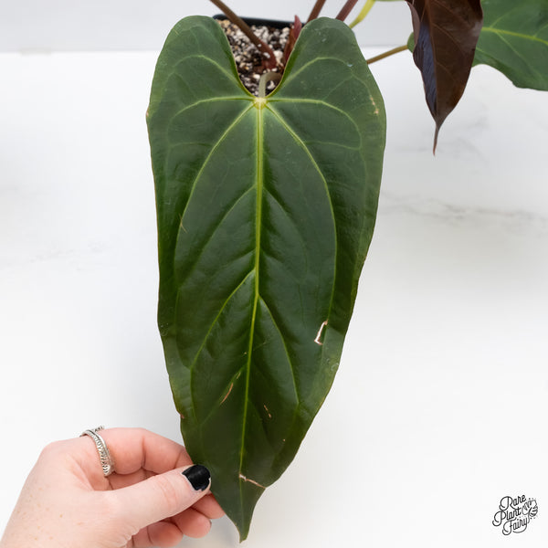 Anthurium Dark and Handsome '9' x Dark and Handsome '9' by DocBlock® (wk5-A)