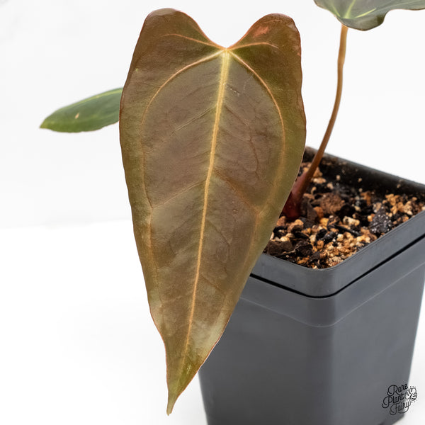 Anthurium Dark and Handsome '9' x Dark and Handsome '9' by DocBlock® (wk6-T)