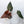 Variegated Anthurium Dark and Handsome '9' x Red Velvet Cake '24' by DocBlock® (wk33-AB)