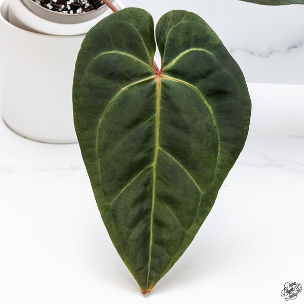Variegated Anthurium Dark and Handsome '9' x Red Velvet Cake '24' by DocBlock® (wk33-AB)