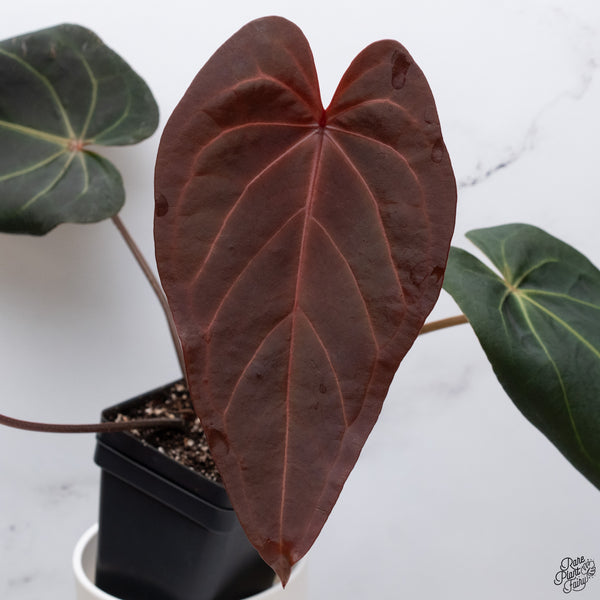 Anthurium Dark and Handsome '9' x Red Velvet Cake '24' by DocBlock® *Dark and Vibrant Emergent* (wk33-Y)