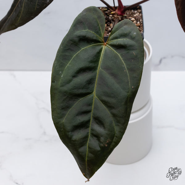 Anthurium Dark and Handsome '9' x Red Velvet Cake '24' by DocBlock® (wk35-B) *Dark and Vibrant Emergent*