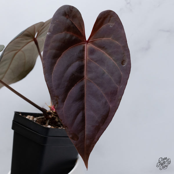 Anthurium Dark and Handsome '9' x Red Velvet Cake '24' by DocBlock® (wk35-B) *Dark and Vibrant Emergent*