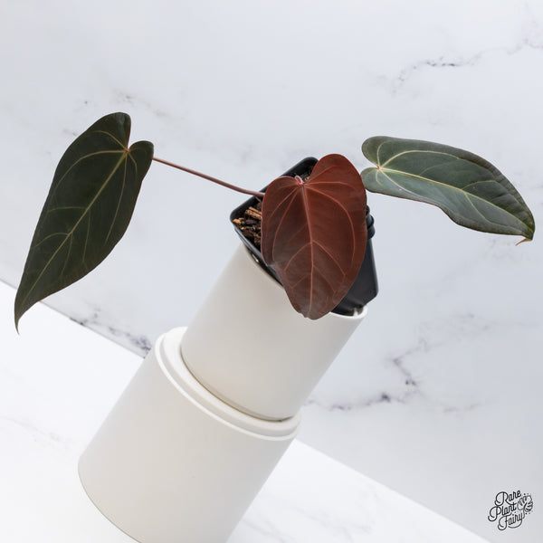 Anthurium Dark and Handsome '9' x Red Velvet Cake '24' by DocBlock® (wk35-H) *Dark and Vibrant Emergent*