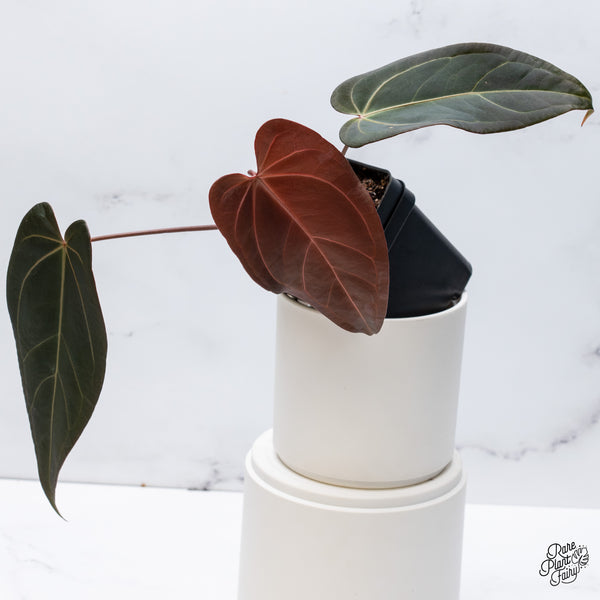 Anthurium Dark and Handsome '9' x Red Velvet Cake '24' by DocBlock® (wk35-H) *Dark and Vibrant Emergent*