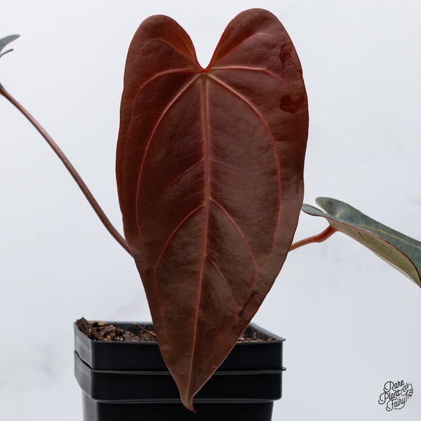 Anthurium Dark and Handsome '9' x Red Velvet Cake '24' by DocBlock® (wk35-H) *Dark and Vibrant Emergent*