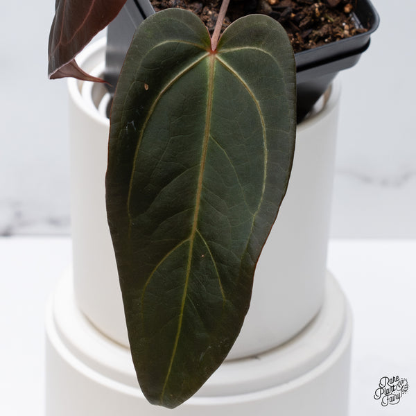 Anthurium Dark and Handsome '9' x Red Velvet Cake '24' by DocBlock® (wk35-H) *Dark and Vibrant Emergent*