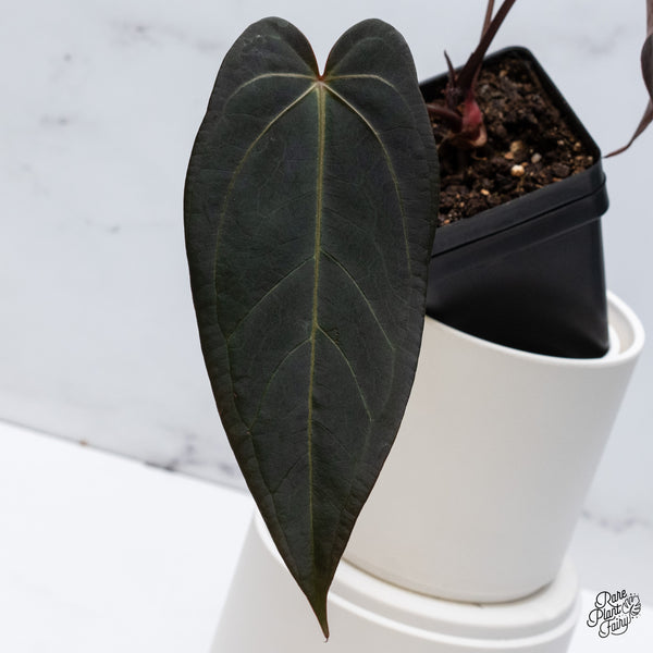 Anthurium Dark and Handsome '9' x Red Velvet Cake '24' by DocBlock® (wk35-H) *Dark and Vibrant Emergent*