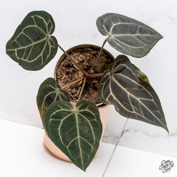 Variegated Anthurium Dark and Handsome '9' x Red Velvet Cake '24' by DocBlock® (wk37-Q)