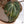 Variegated Anthurium Dark and Handsome '9' x Red Velvet Cake '24' by DocBlock® (wk37-Q)