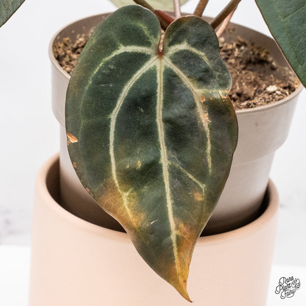 Variegated Anthurium Dark and Handsome '9' x Red Velvet Cake '24' by DocBlock® (wk37-Q)