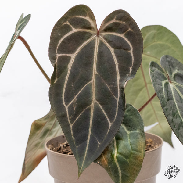 Variegated Anthurium Dark and Handsome '9' x Red Velvet Cake '24' by DocBlock® (wk37-Q)