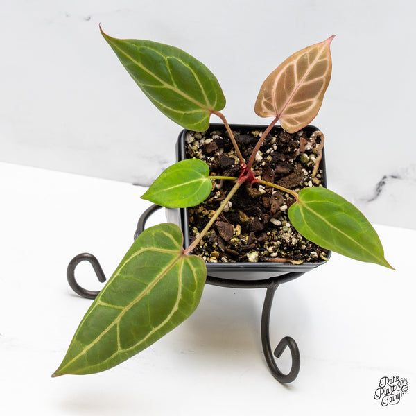 Anthurium Dark & Handsome '9' x Zara '14' by DocBlock® (wk50-K)