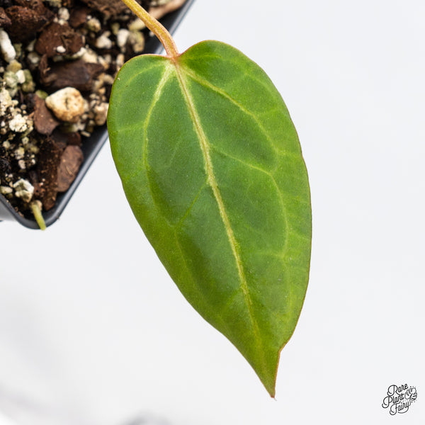 Anthurium Dark & Handsome '9' x Zara '14' by DocBlock® (wk50-K)