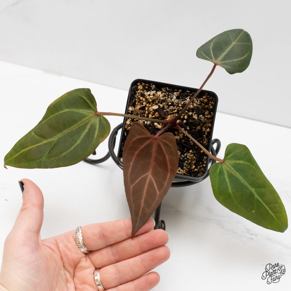 Anthurium Dark & Handsome '9' x Zara '14' by DocBlock® (wk5-N)