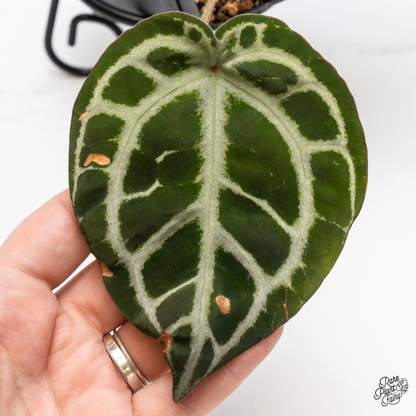 Anthurium Crystal Red '12' x Zara '14' by DocBlock® (wk45-D)