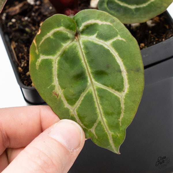 Anthurium Crystal Red '12' x Zara '14' by DocBlock® (wk48-S)