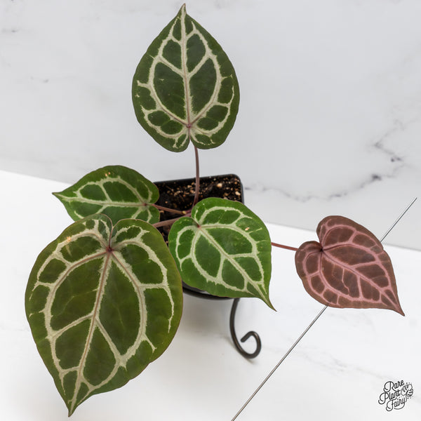 Anthurium Crystal Red '12' x Zara '14' by DocBlock® (wk49-G)