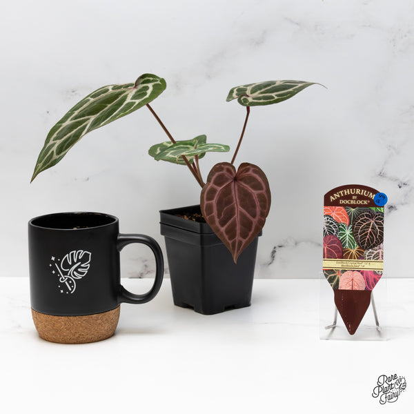 Anthurium Crystal Red '12' x Zara '14' by DocBlock® (wk49-G)