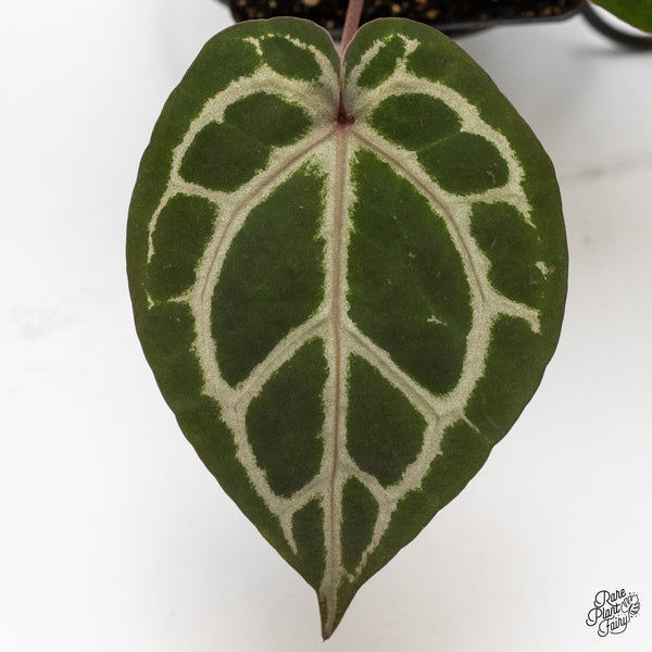 Anthurium Crystal Red '12' x Zara '14' by DocBlock® (wk49-G)