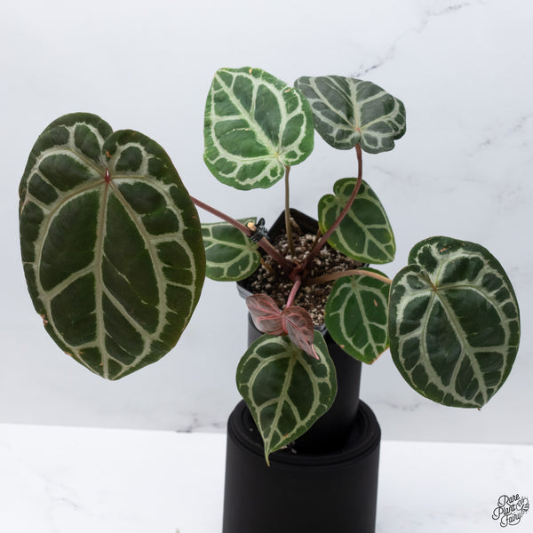 Anthurium Crystal Red '12' x Michelle '1' by DocBlock® *Vibrant Emergent* (wk32-A)
