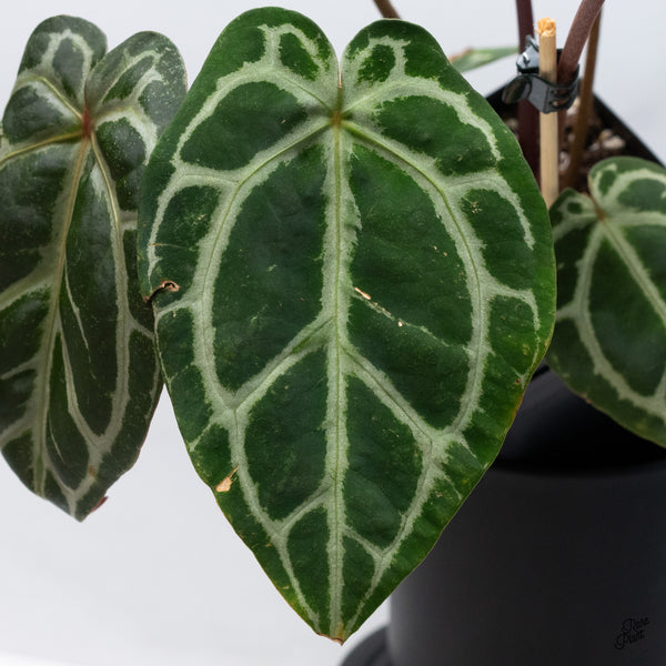 Anthurium Crystal Red '12' x Michelle '1' by DocBlock® *Vibrant Emergent* (wk32-A)