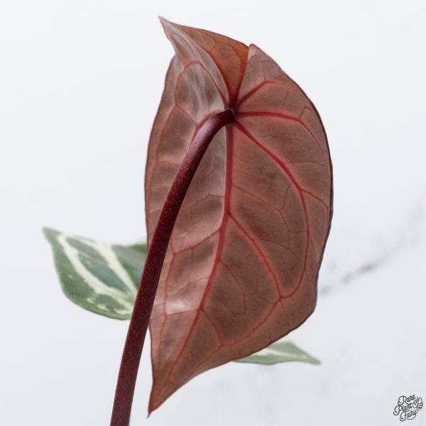 Anthurium Crystal Red '12' x Michelle '1' by DocBlock® *Vibrant Emergent* (wk32-A)