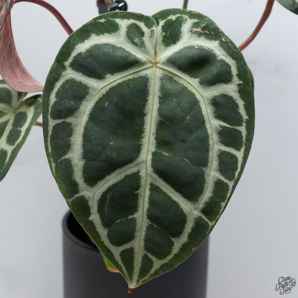 Anthurium Crystal Red '12' x Michelle '1' by DocBlock® *Vibrant Emergent* (wk32-A)