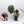 Anthurium Crystal Red '12' x Michelle '1' by DocBlock® *Vibrant Emergent* (wk32-A)