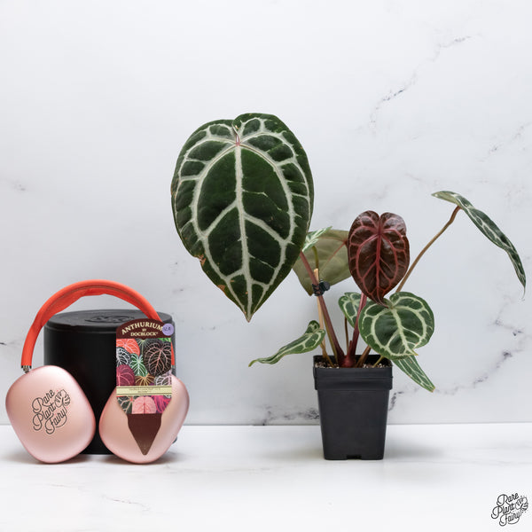 Anthurium Crystal Red '12' x Michelle '1' by DocBlock® *Vibrant Emergent* (wk32-A)