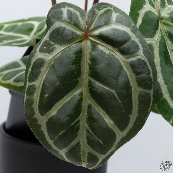 Anthurium Crystal Red '12' x Michelle '1' by DocBlock® *Vibrant Emergent* (wk32-A)