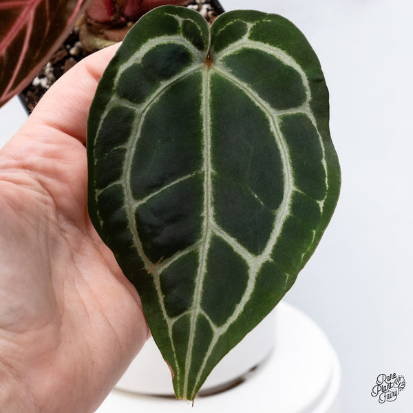 Anthurium Crystal Red '12' x Michelle '1' by DocBlock® (wk36-N) *Pink Vein Emergent*