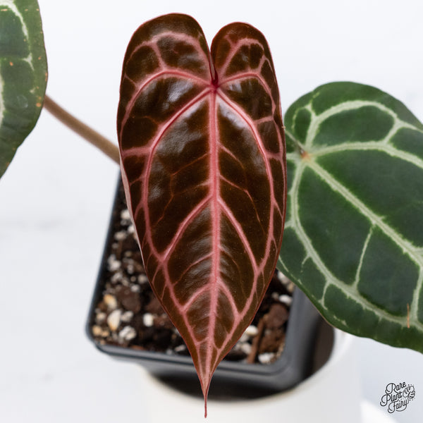 Anthurium Crystal Red '12' x Michelle '1' by DocBlock® (wk36-N) *Pink Vein Emergent*