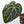 Anthurium Crystal Red '12' x Michelle '1' by DocBlock® (wk36-N) *Pink Vein Emergent*