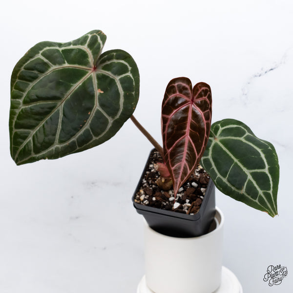 Anthurium Crystal Red '12' x Michelle '1' by DocBlock® (wk36-N) *Pink Vein Emergent*