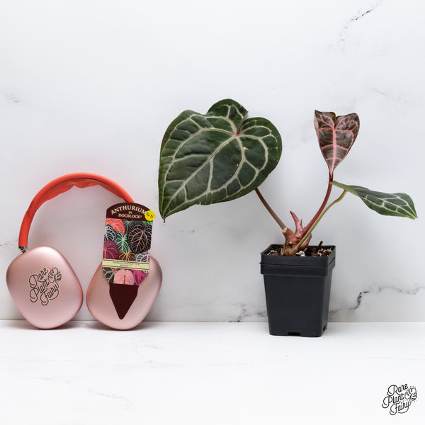 Anthurium Crystal Red '12' x Michelle '1' by DocBlock® (wk36-N) *Pink Vein Emergent*