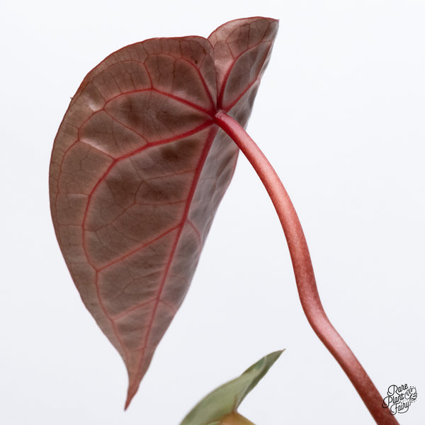Anthurium Crystal Red '12' x Michelle '1' by DocBlock® (wk36-N) *Pink Vein Emergent*