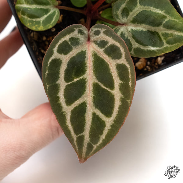 Anthurium Michelle '29' x Zara '28' by DocBlock® (wk5-Z)