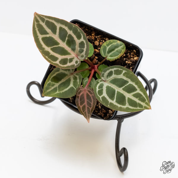 Anthurium Michelle '29' x Zara '28' by DocBlock® (wk5-Z)