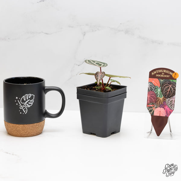 Anthurium Michelle '29' x Zara '28' by DocBlock® (wk5-Z)