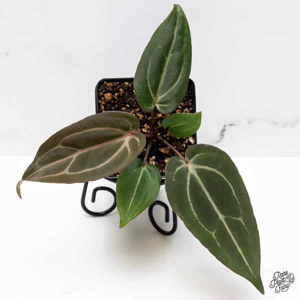 Anthurium Minerva '20' x Dark & Handsome '9' by DocBlock® (wk45-O)