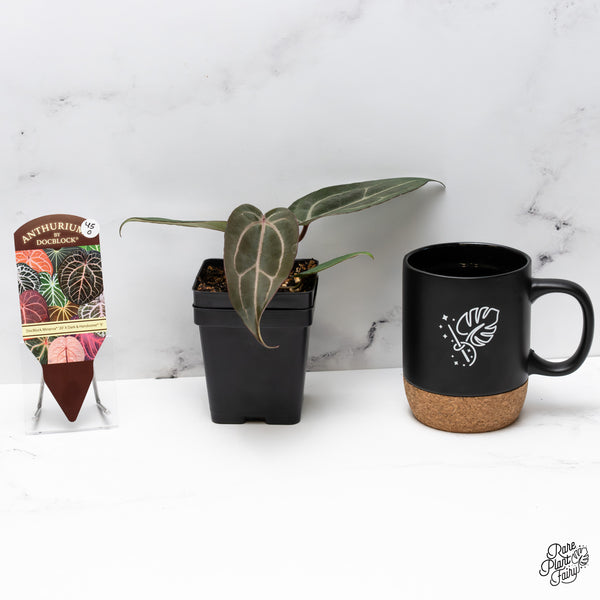 Anthurium Minerva '20' x Dark & Handsome '9' by DocBlock® (wk45-O)