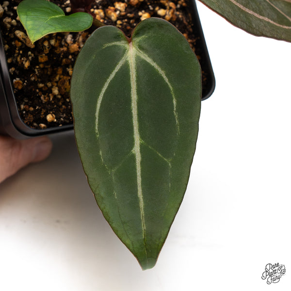 Anthurium Minerva '20' x Dark & Handsome '9' by DocBlock® (wk45-O)