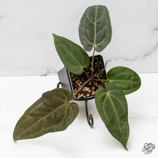 Anthurium Minerva '20' x Dark & Handsome '9' by DocBlock® (wk52-R)
