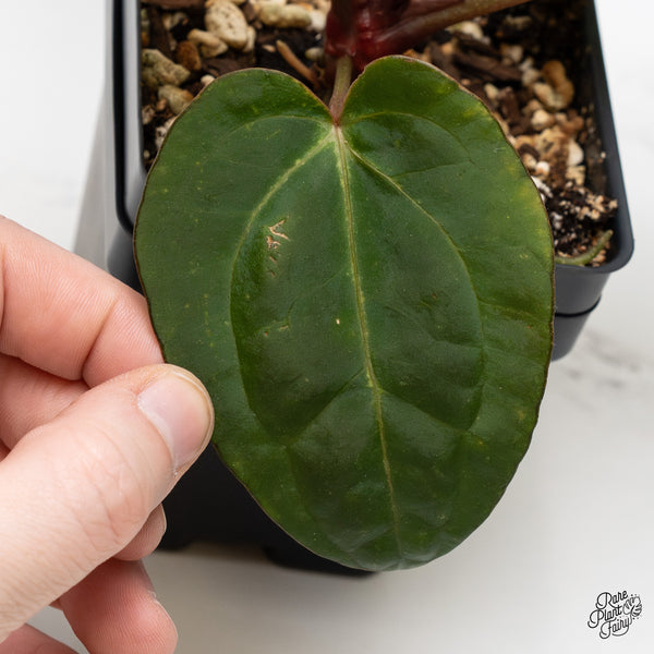 Anthurium Minerva '20' x Dark & Handsome '9' by DocBlock® (wk52-R)