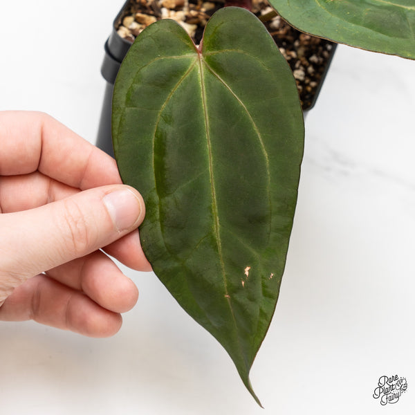 Anthurium Minerva '20' x Dark & Handsome '9' by DocBlock® (wk52-R)