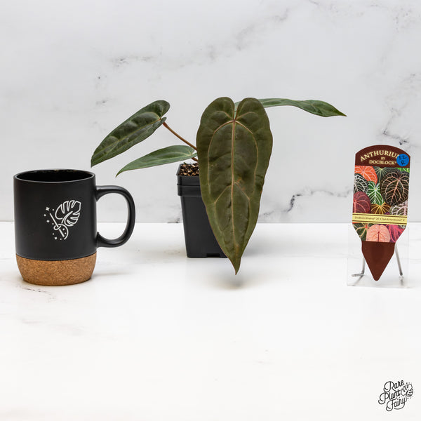 Anthurium Minerva '20' x Dark & Handsome '9' by DocBlock® (wk52-R)