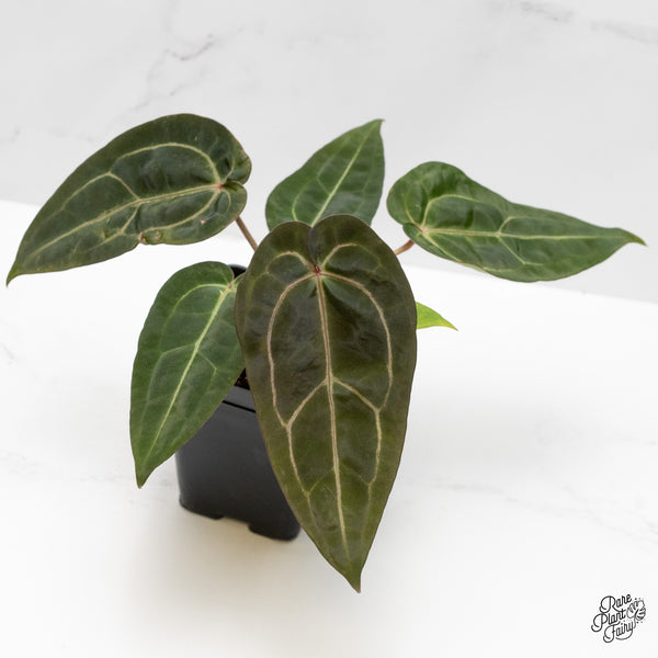 Anthurium Minerva '20' x Dark & Handsome '9' by DocBlock® (wk1-O) *Overlapping Sinus*