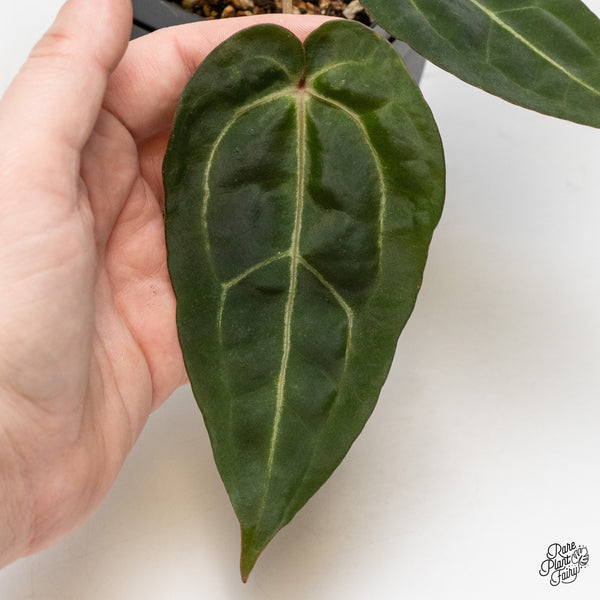 Anthurium Minerva '20' x Dark & Handsome '9' by DocBlock® (wk1-O) *Overlapping Sinus*